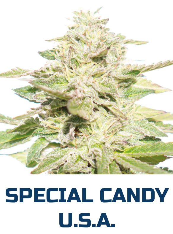 Special Candy