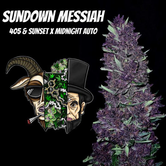 Sundown Messiah