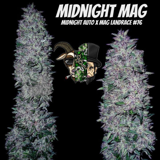 Midnight MAG