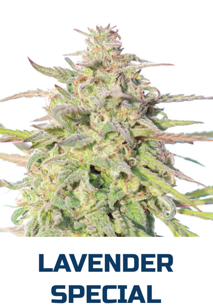 Lavender Special 5pack