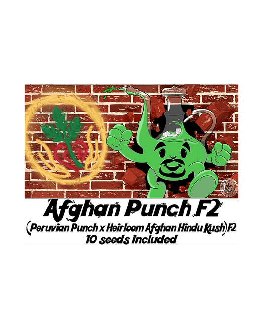 Afghan Punch F2